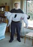 cat3.jpg