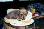 hot dog.jpg